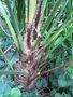 vignette Trachycarpus ukhrulensis 'manipur' 2015
