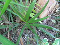 vignette Trachycarpus nanus