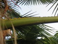 vignette Trachycarpus nainital