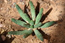 vignette Euphorbia inermis