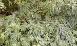 vignette Acer palmatum 'Butterfly'