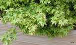 vignette Acer palmatum 'Little princess'