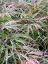 vignette Acer palmatum dissectum 'Baldsmith'