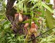 vignette Nepenthes xx ?