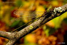 vignette Leste vert (Lestes viridis) =  (Chalcolestes viridis) femelle