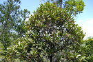 vignette Syzygium macranthum