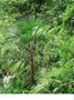 vignette trachycarpus princeps 'vert'