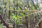 vignette Dendrobium finetianum