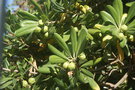 vignette Pittosporum tobira ( pittospore de Chine ou arbre des Hottentots )