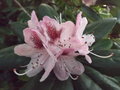 vignette Rhododendron 'Cheer'