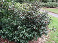 vignette Camellia sinensis 'Benibana Cha' = Camellia sinensis 'Rosea' - Thier  fleurs rose