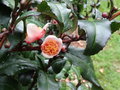 vignette Camellia sinensis 'Benibana Cha' = Camellia sinensis 'Rosea' - Thier  fleurs rose
