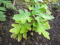 vignette Hydrangea quercifolia - Hortensia  feuille de chne