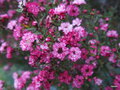 vignette leptospermum scoparium  jubilee 