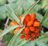 vignette Leonotis leonurus ,queue de lion