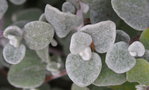 vignette Helichrysum petiolare (Gnaphalium)