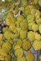 vignette Cercidiphyllum japonicum