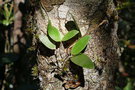 vignette Dendrobium oppositifolium