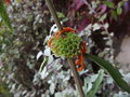 vignette Leonotis leonurus ,queue de lion