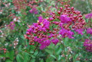 vignette Lagerstroemia indica 'Terre Chinoise'