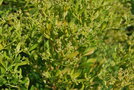 vignette Baccharis halimifolia 'Baccador'