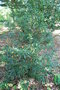 vignette Crinodendron hookerianum 'Ada Hoffman'