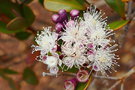 vignette Syzygium ngoyense