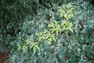 vignette Ulmus parvifolia 'Geisha' & Ampelopsis serjaniaefolia