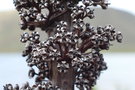 vignette Dracophyllum verticillatum
