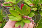 vignette Hibbertia trachyphylla