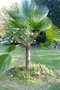 vignette Trachycarpus martianus