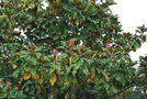 vignette Magnolia grandiflora 'Caradoc'