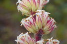 vignette Dracophyllum ramosum