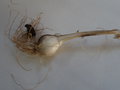 vignette Allium carinatum ssp pulchellum
