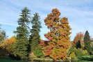 vignette Sequoia sempervirens & Taxodium distichum