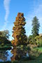 vignette Taxodium distichum & Sequoia sempervirens