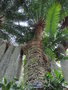 vignette Cycas thouarsii