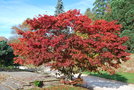 vignette Acer palmatum 'Atropurpureum'