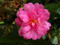 vignette Camlia ' PARADISE HILDA ' camellia sasanqua