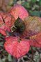 vignette Hydrangea macrophylla 'Merveille Sanguine'