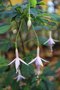 vignette Fuchsia magellanica var. molinae