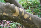 vignette Cornus kousa ssp. chinensis