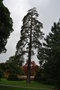 vignette Pinus sylvestris var. rigensis