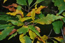 vignette Quercus petraea 'Mespilifolia'