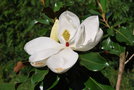 vignette Magnolia grandiflora 'Blackwell'