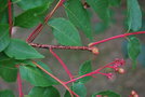 vignette Picrasma quassioides / Simaroubaceae / de l'Himalaya au Japon