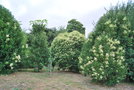 vignette Ligustrum lucidum