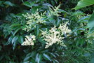 vignette Ligustrum lucidum