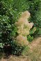 vignette Cotinus coggygria 'Young Lady'