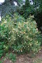 vignette Nerium oleander 'Luteum Plenum'